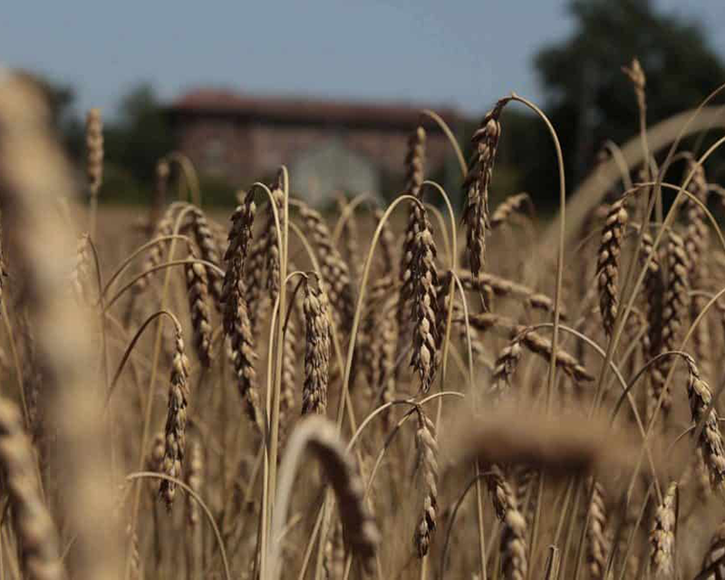 spighe_grano_piave
